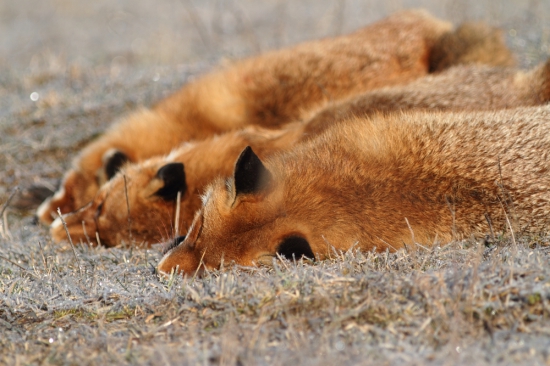 Silvestrovský hetrik