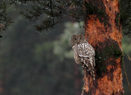 Sova dlhochvostá (Strix uralensis)
