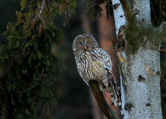 Sova dlhochvostá (Strix uralensis)