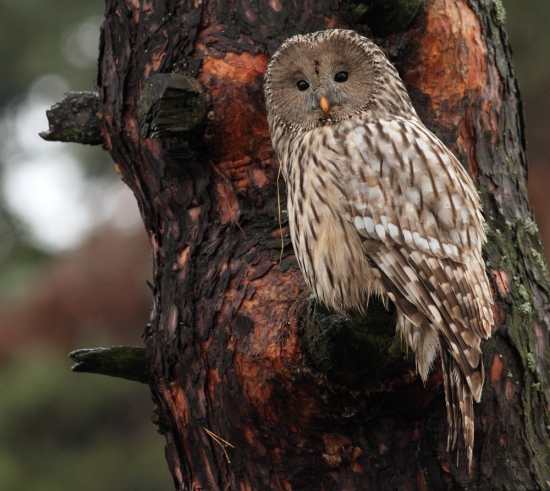 Sova dlhochvostá (Strix uralensis)