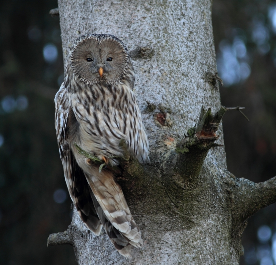 Sova dlhochvostá (Strix uralensis)