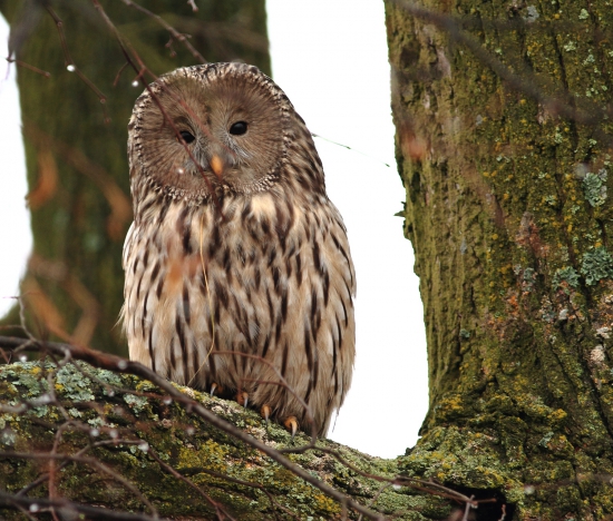 Sova dlhochvostá (Strix uralensis)