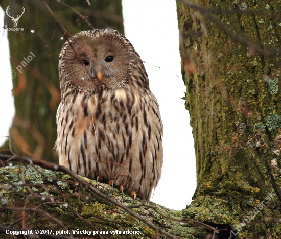 Sova dlhochvostá (Strix uralensis)