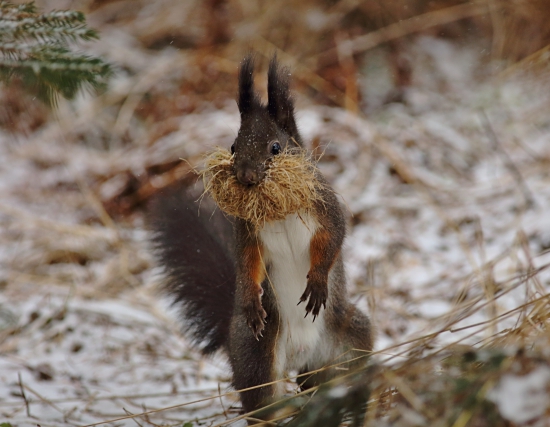 Zatepľovanie príbytku