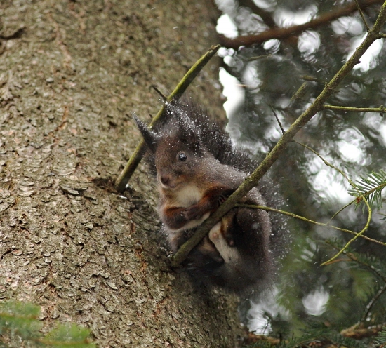 Pocukrovaná veverička