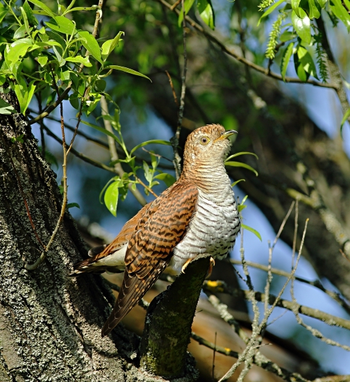 Kukučka obyčajná (Cuculus canorus) - samička