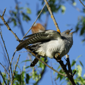 Obrana - strakoš útočil