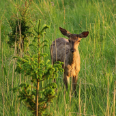 Večer - a ide sa na pašu!