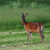 Ide sa kŕmiť potomka