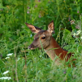 Bohato prestretý stôl dobrôt