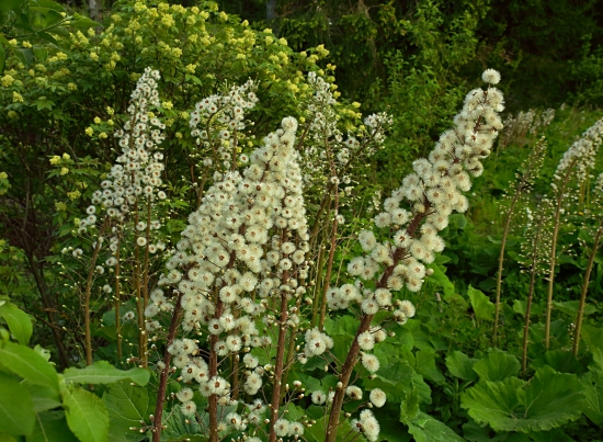 KVETENA PRI BYSTRINE