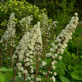 KVETENA PRI BYSTRINE