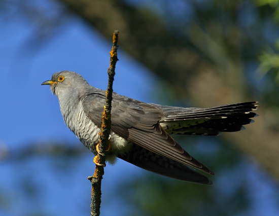 Kukučka obyčajná (Cuculus canorus)