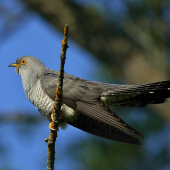 Kukučka obyčajná (Cuculus canorus)