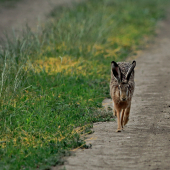 Cupkal rovno na mňa