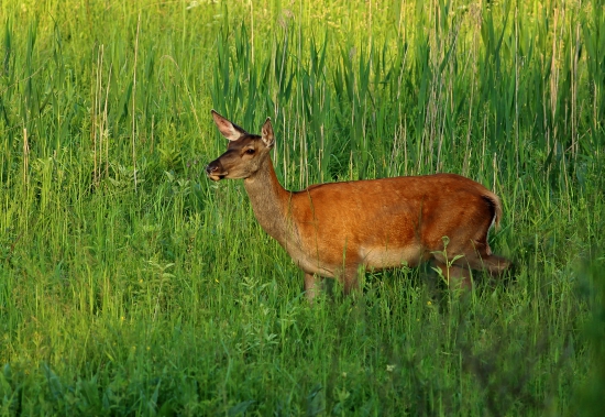 Jelenička