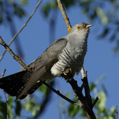 Kukučka obyčajná (Cuculus canorus)