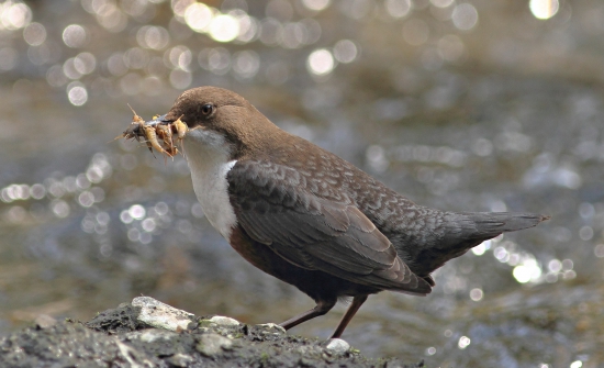 Cinclus cinclus - obedná donáška