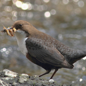 Cinclus cinclus - obedná donáška