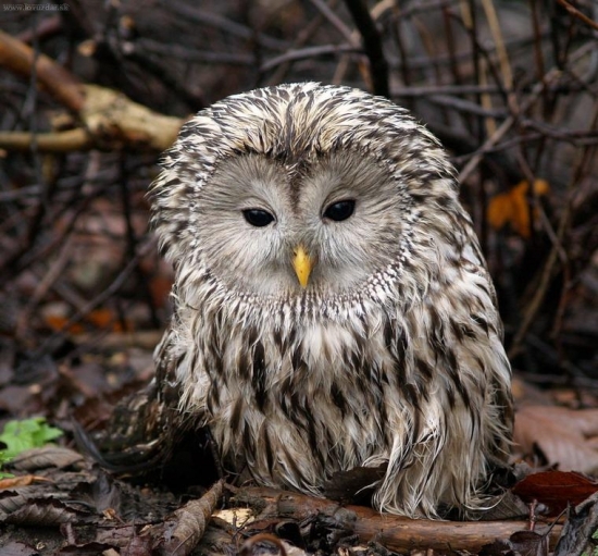 Sova dlhochvostá (Strix uralensis)