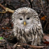 Sova dlhochvostá (Strix uralensis)