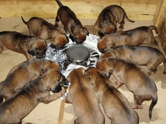 Šteniatka pri obede