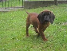 Donar z Hradištnice