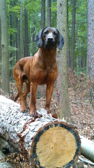 Daxova ďalšia póza