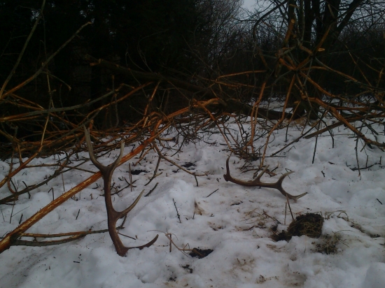 meninova para 12 toračika