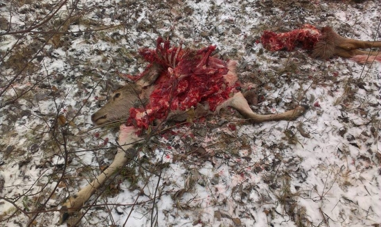 vlci dnes rano uradovali...