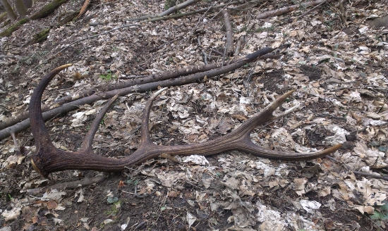 minuloročna 12tka 2,70kg