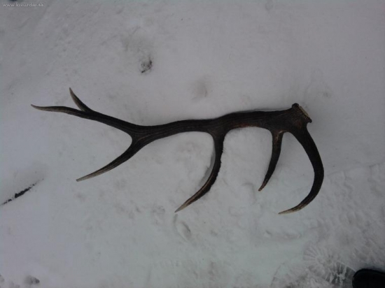 Dnešny 12-toraaak 3.20kg