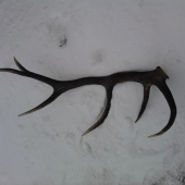 Dnešny 12-toraaak 3.20kg