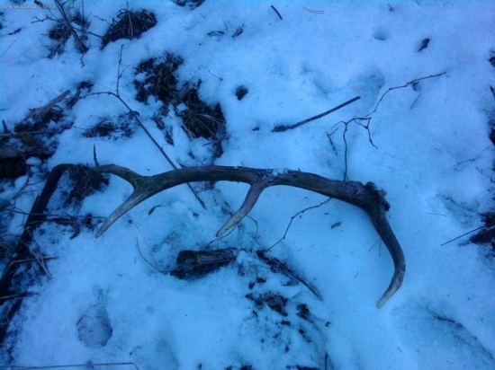 skoda ze ne toho ročnyyy