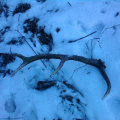 skoda ze ne toho ročnyyy