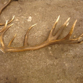 24-torak 6.10kg 240CIC