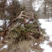 lopataky 7.90kg