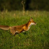 Kde sa fláka ten starý