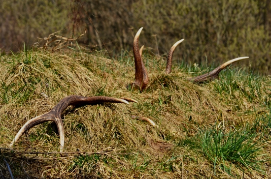 Nadočnicový desatorák