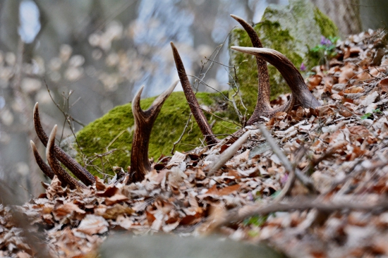 Nepárny dvanástorák