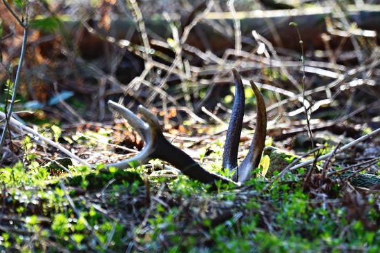 Korunový desatorák