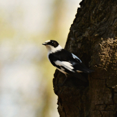 Muchárik bielokrký
