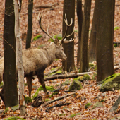 Jeleň lesný