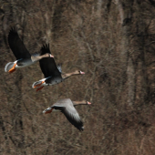 Hus bieločelá na jarnom ťahu.