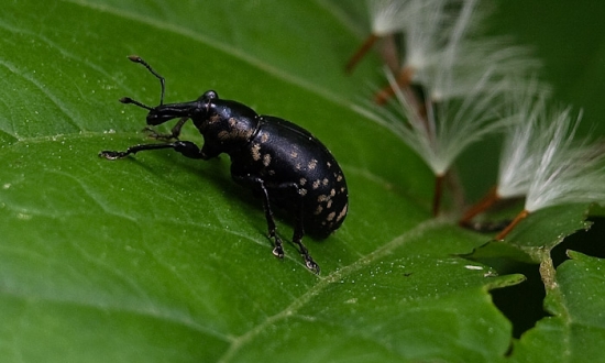 tvrdoň devätsilový - klikoroh devětsilový Liparus glabrirostris