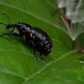 tvrdoň devätsilový - klikoroh devětsilový Liparus glabrirostris