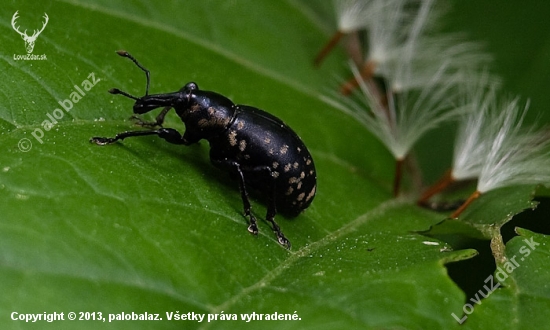 tvrdoň devätsilový - klikoroh devětsilový Liparus glabrirostris