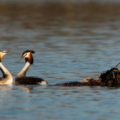 Romantika pri hniezde.