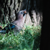 Plný zobák práce.