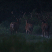 Etológia a pohyb zvery I.